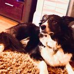 Freddie conner hardy - @katy_daft_dog - Instagram