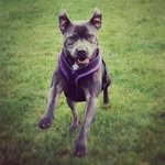 Freddie Dodd - @freddie_dodd13 - Instagram