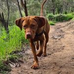 Freddie Dunn - @freddiethe_vizsla - Instagram