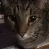 Freddie - @freddie_fielding - TikTok
