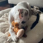 Freddie Mercury Glenn - @freddie_the_fido - Instagram