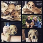 Freddie Graves - @cockerspanielfreddie - Instagram