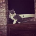 Grayson & Freddie The Cats - @lord_grayson_sir_freddie - Instagram