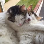 Freddie&Harley - @freddie_harley - Instagram