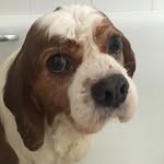 Freddie&Harley - @freddieandharley.co - Instagram