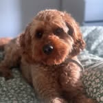 Freddie(Mercury)Johnston - @freddie_the_ckpoo - Instagram