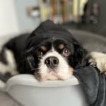 freddie jolly - @freddiethepedigree - Instagram
