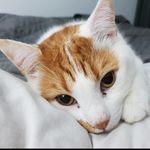 Freddie Kirk - @iamfreddiecat - Instagram