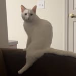 @freddiekirklandthecat - Instagram