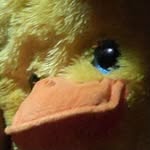 freddie lawson - @freddie.the.duck - Instagram