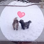 Freddie and Lottie 🐶🐾 - @freddie_lottie_shorkies - Instagram