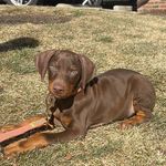 Freddie Lynch - @freddiethedobie__ - Instagram
