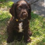 freddie lynch 🐶 💙 - @freddielynchthesprocker - Instagram