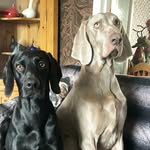 Freddie & Mac - @freddieandmac - Instagram