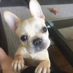 Freddie Mac - @freddiethefrenchiee - Instagram