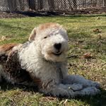 Freddie Mac - @freddiethewirefox - Instagram