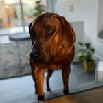 Chester & Freddie Macklin - @chester_freddiegingernuts - Instagram