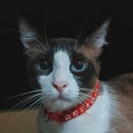 Freddie Marcus, o gatinho - @ofreddiemarcus - Instagram