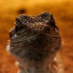 freddie mason - @beardeddragons123456 - Instagram