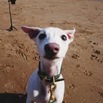 Freddie Moon 🌙 - @freddie_thewhippet - Instagram