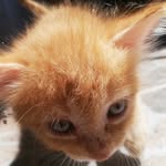 Freddie - @orange_freddie - Instagram