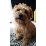 Freddie-Orange 🧡 - @freddieorange_norfolk_terrier - Instagram