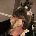 Freddie Oswald Joyce 🐰 - @freddieoswaldtherabbit6 - Instagram
