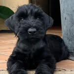 Fherfrancojnez - @freddie_otto_schnauzergiant - Instagram