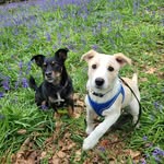 Freddie and Otto - @freddie_and_otto - Instagram