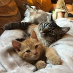 Freddie Purrinze Jr. & Otto - @freddieandotto - Instagram