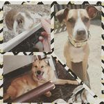 Laika, Otto, Freddie - @laikaottoyfreddie - Instagram