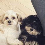 Otto🐶Freddie🐕‍🦺Esmeralda🐱 - @sweet_otto_freddie_and_esme - Instagram