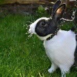 Freddie & Perry - @twodutchbunnies - Instagram