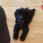 Freddie 🐶❤ - @freddiephillips_cockapoo - Instagram