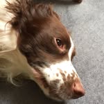 Freddie Phipps - @freddie_phipps345 - Instagram
