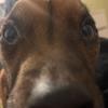 Freddie - @plummerterrierfreddie - TikTok