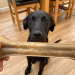 Freddie Poole-Kew🐶 - @freddie_thelab - Instagram