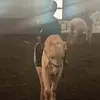 Freddie (the horse rider) 🐎 - @freddie.wilkinson90 - TikTok