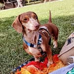 Freddie Espindola da Rosa - @freddie_o_dachshund - Instagram