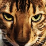Bengal cat - @freddie_royalbeast - Instagram