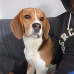 Freddie - @freddietheroyalbeagle - Instagram