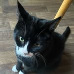 Freddie The Cat AKA His Royal Fluffiness - @freddie_hrf - Instagram
