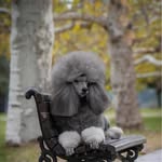 Nord Forest Royal Gambit-Freddie - @royalgambit_freddie - Instagram