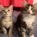 Freddie &amp; Ryder - Growing up together, brother style - Facebook