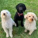 Chezney + Freddie + Buddy Elf 🐩 Dorset UK - @chezney_freddie_and_buddy_elf - Instagram