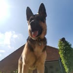 Freddie🐾🦴 - @german.shepherd.freddie - Instagram