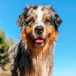FREDDIE an australian shepherd - @aussie.freddie - Instagram