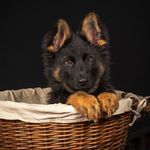 Freddie German Shepherd Dog - @freddie_german_shepherd - Instagram