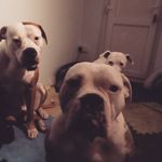 Freddie shepherd - @fredshep11 - Instagram
