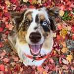FREDDIE the AUSTRALIAN SHEPHERD - @_freddietheaussie - Instagram